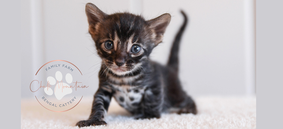 bengal kittens with glitter coat for sale